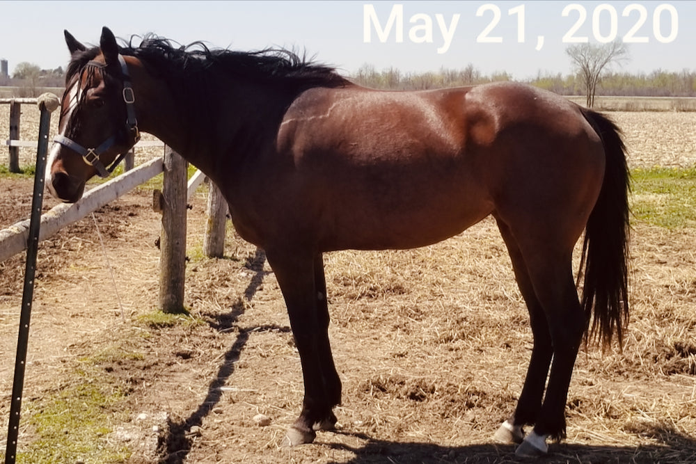 Horse fed North 40 Performance Hemp Products, owned by Jody Illman