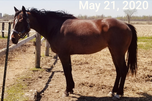 Horse fed North 40 Performance Hemp Products, owned by Jody Illman