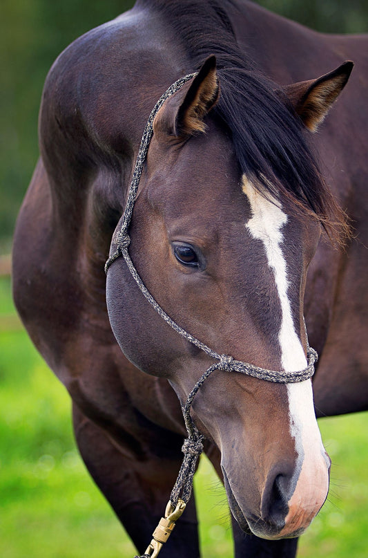 Alison Low, Rimbey, Alberta, Zilver Performance Horses Sekret Angetman